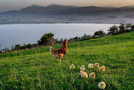 Φάρμες Ελεύθερης Βοσκής