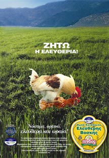 Biological Stockfarming Chicken