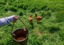 Poultry Houses